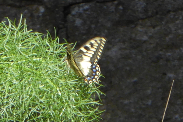 3 Papilio hospiton